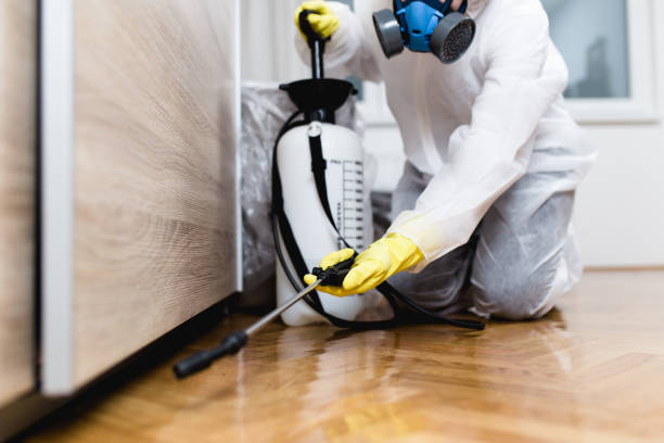 Best Flea Control Services  in Springville, NY