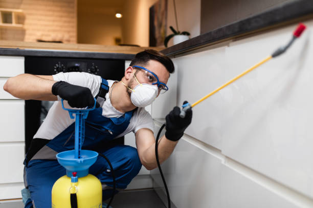 Best Ant Control Services  in Springville, NY