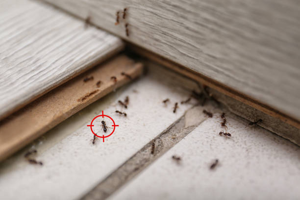 Best Pest Prevention Services  in Springville, NY