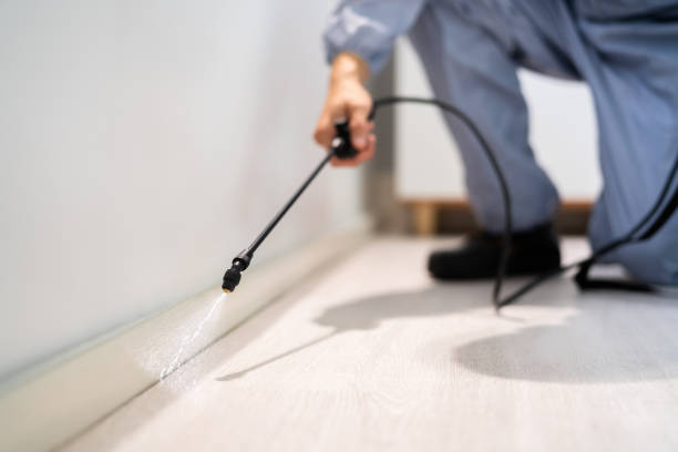 Best Wasp Removal Services  in Springville, NY
