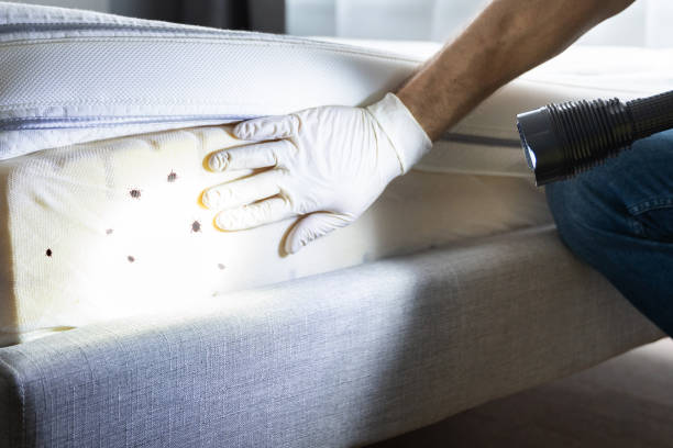 Best Pest Removal Services  in Springville, NY