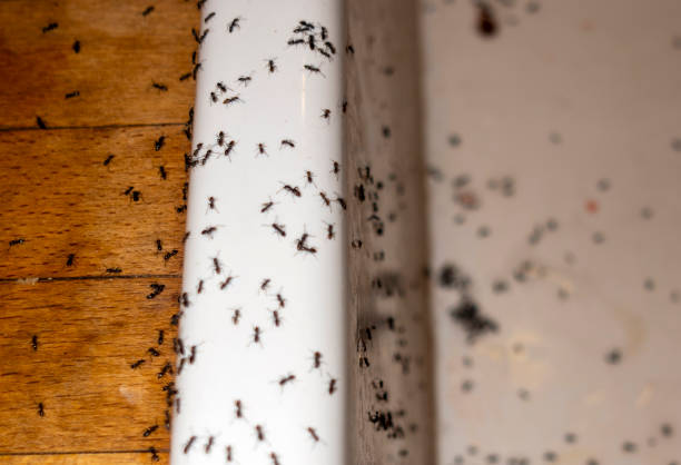 Best Termite Control Services  in Springville, NY
