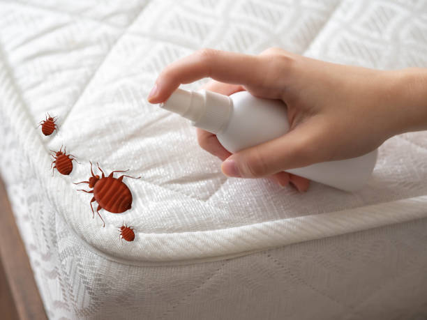 Best Flea Control Services  in Springville, NY