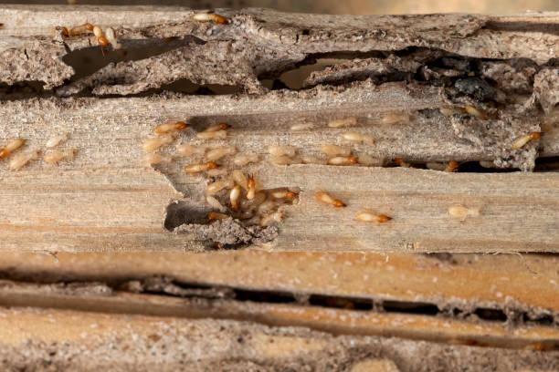 Pest Prevention Services in Springville, NY