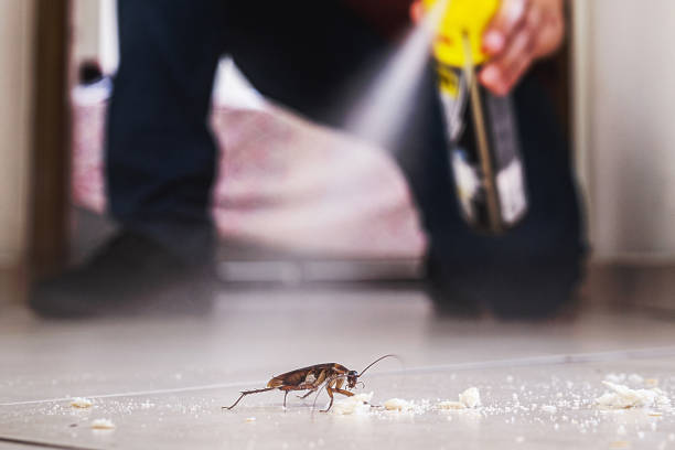 Best Affordable Pest Control Services  in Springville, NY