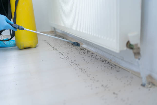 Best Mosquito Control Services  in Springville, NY