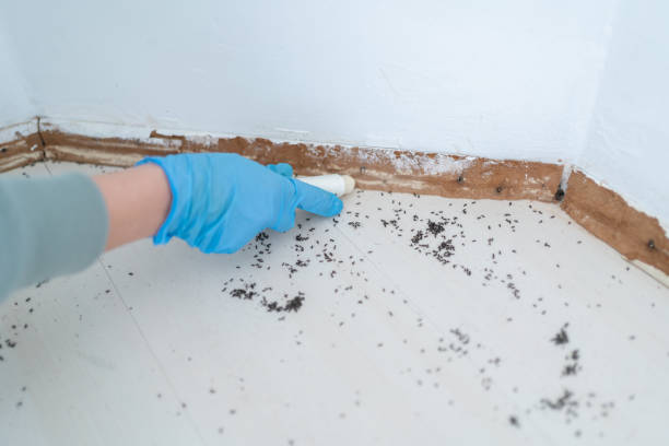 Best Best Pest Control Companies  in Springville, NY