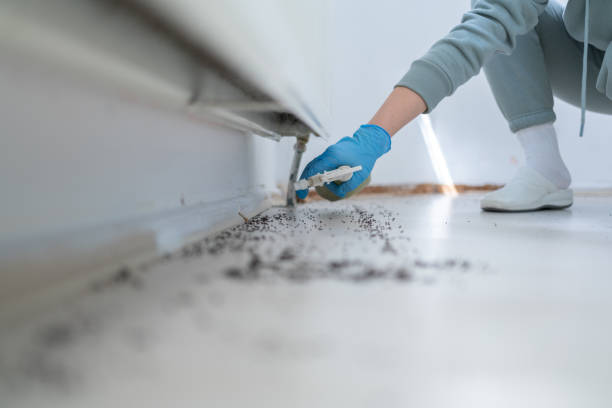 Best Pest Control for Homes  in Springville, NY